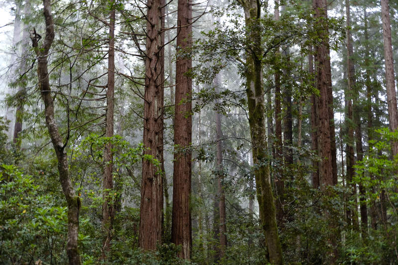 Photo of redwood trees